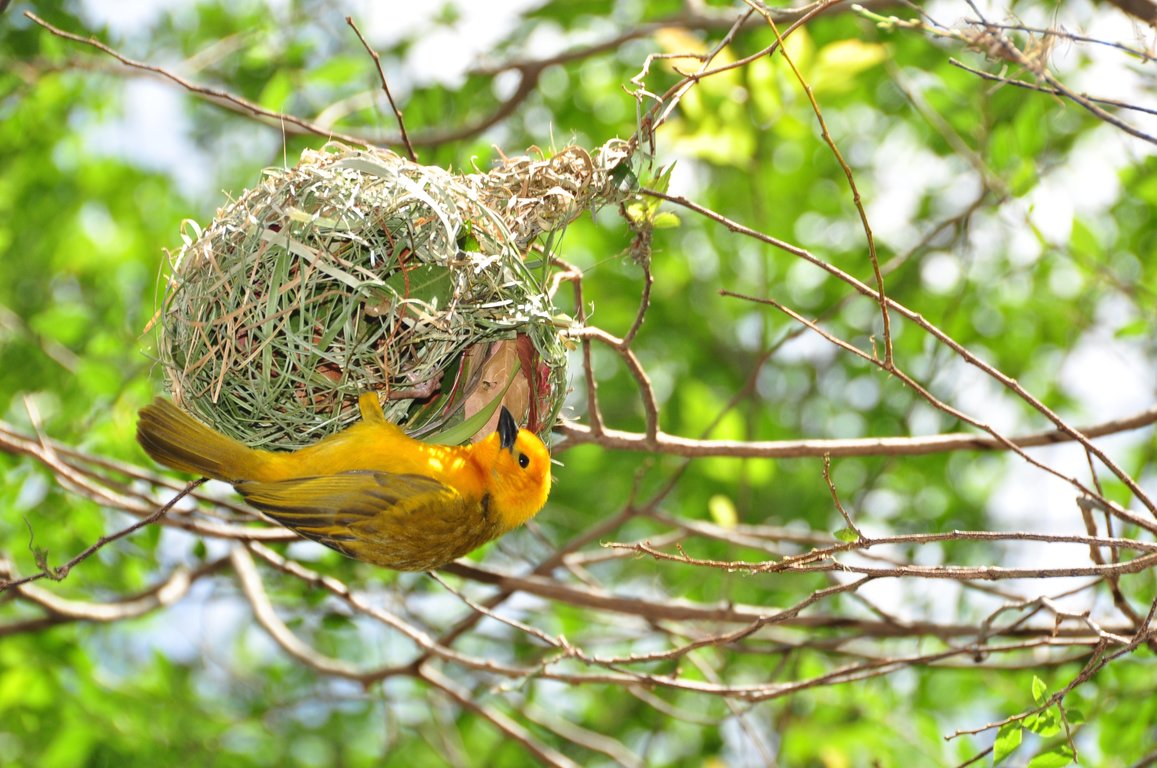 Wild Africa Trek 006.jpg