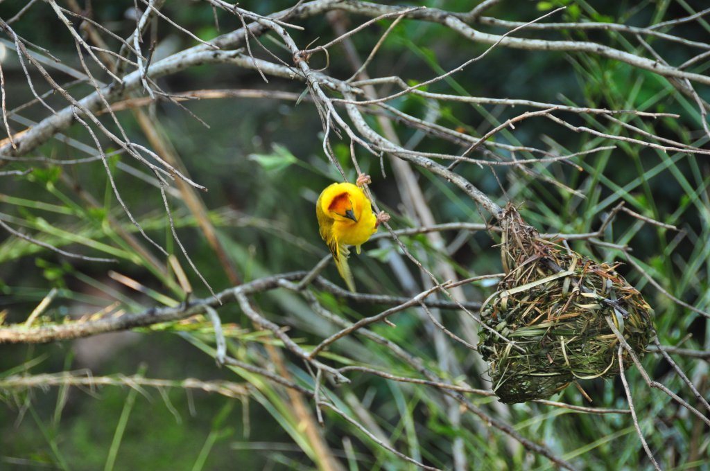 Wild Africa Trek 007.jpg