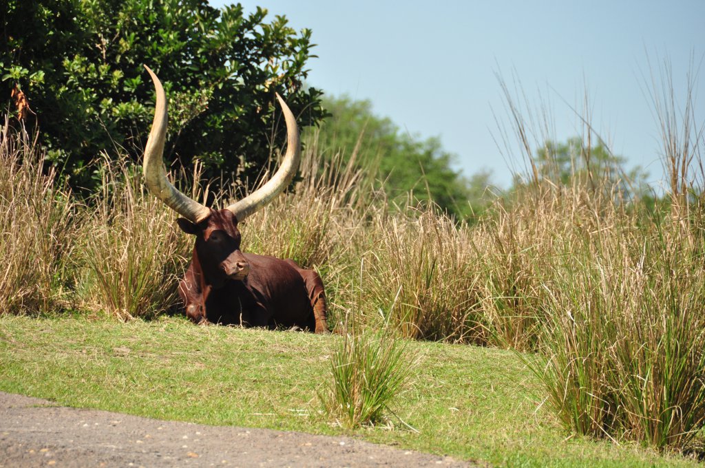 Wild Africa Trek 160.jpg