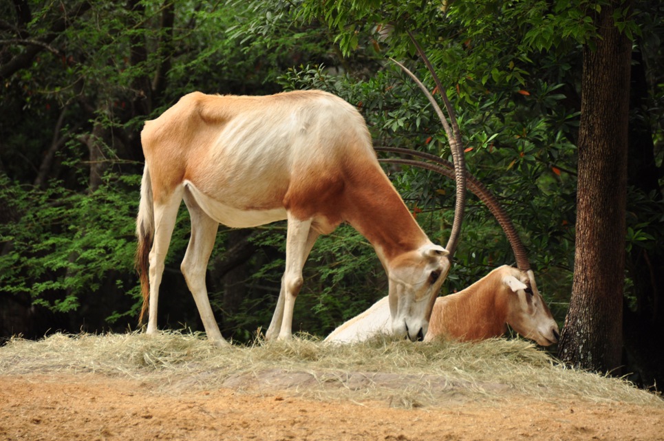 Wild Africa Trek 192.jpg