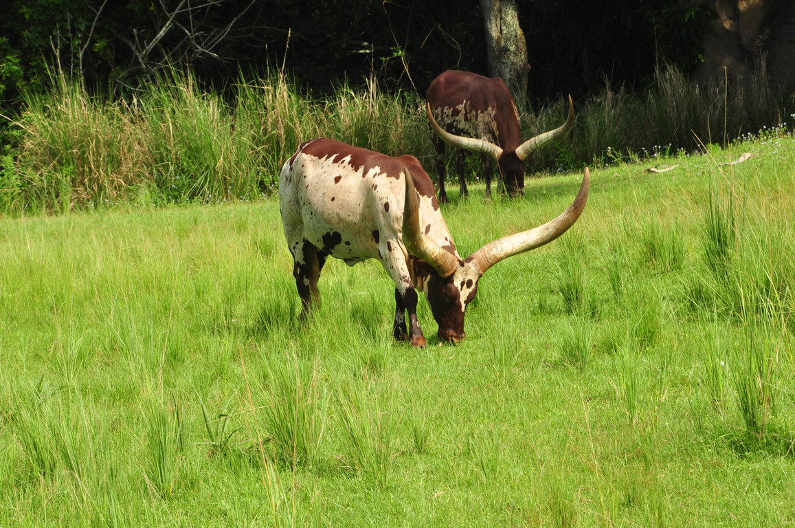 Wild Africa Trek-70.jpg