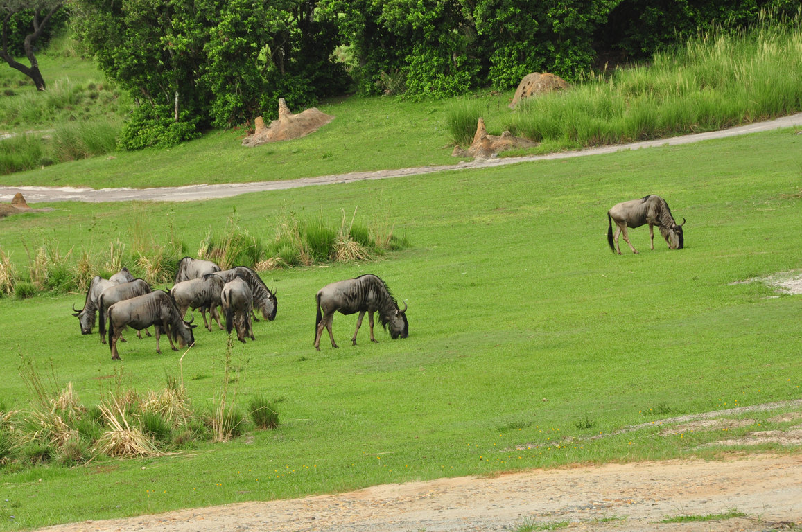 Wild Africa Trek-75.jpg