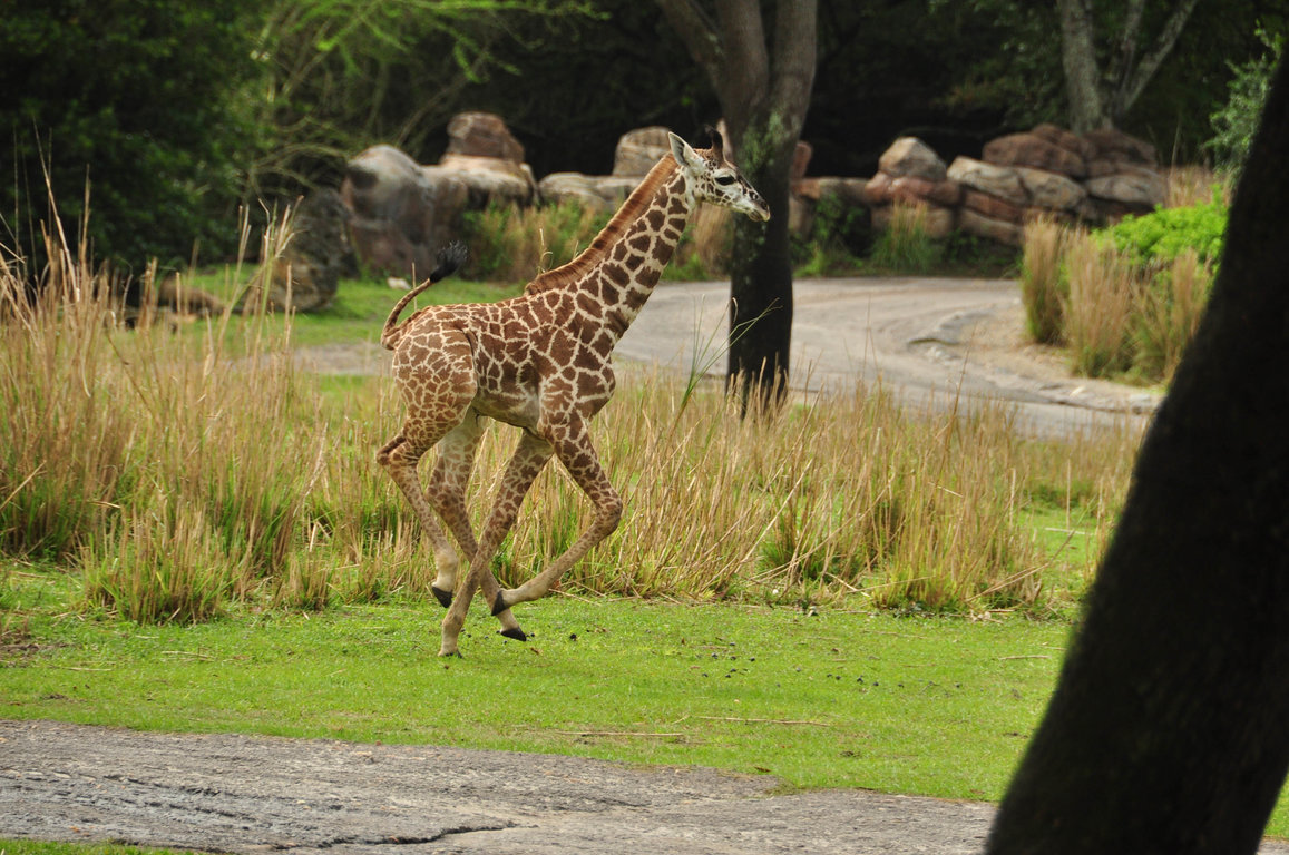 Wild Africa Trek-89.jpg