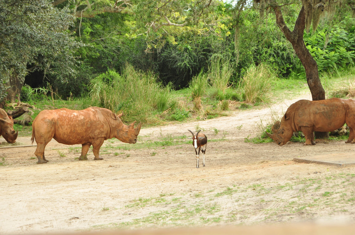 Wild Africa Trek-99.jpg