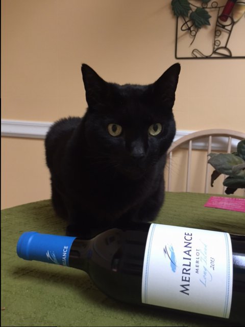 wine cat.JPG