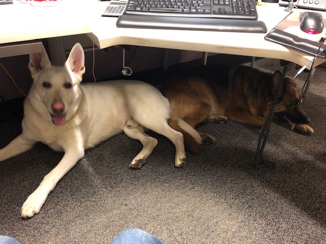 Working dogs.jpg