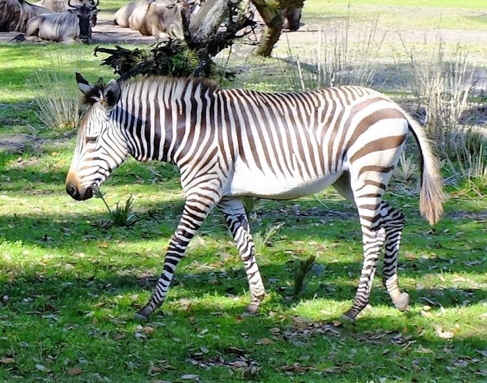 zebra animal kingdom.jpg