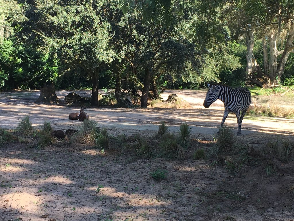 Zebra.JPG