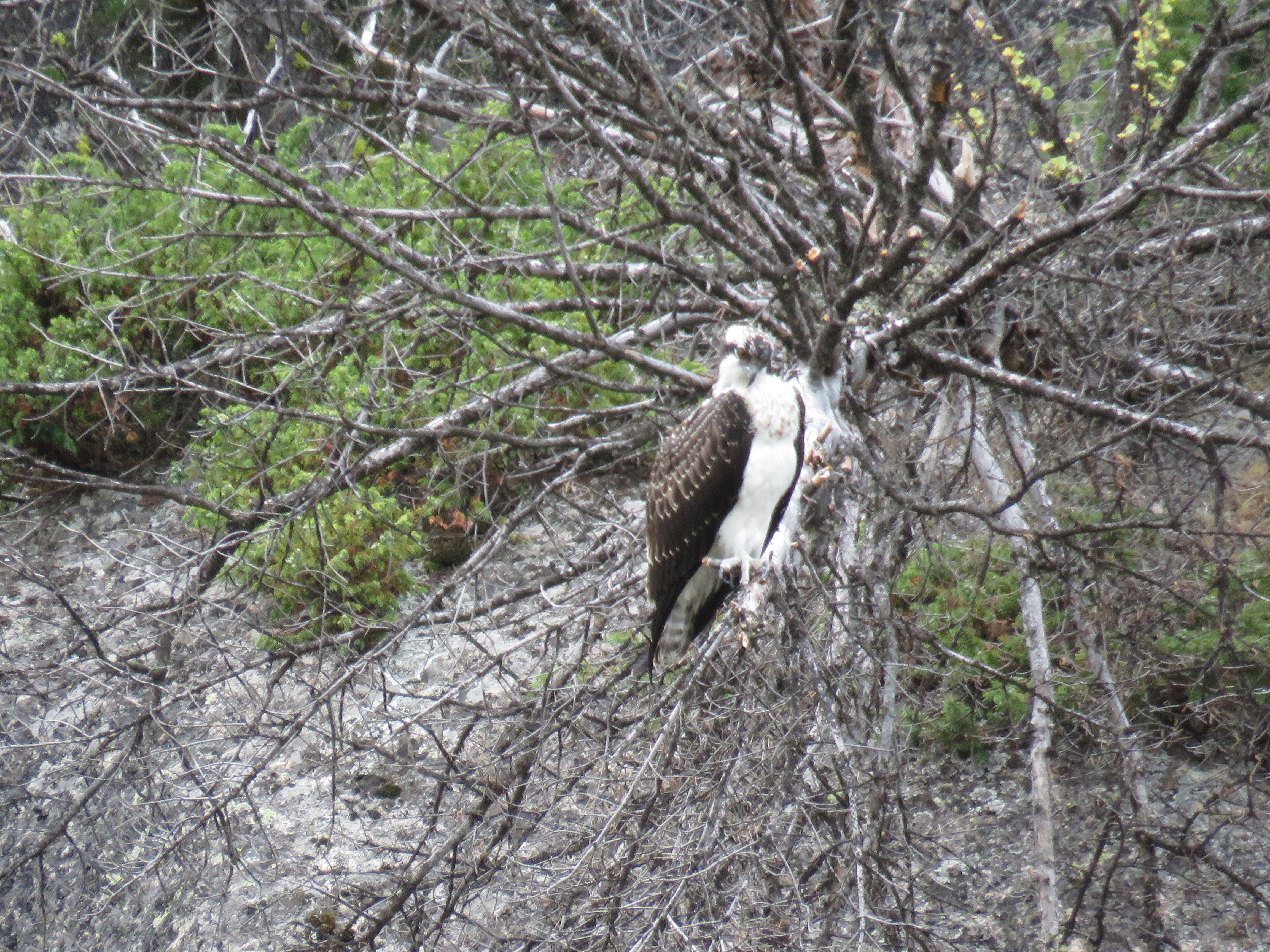 IMG_9664.JPG