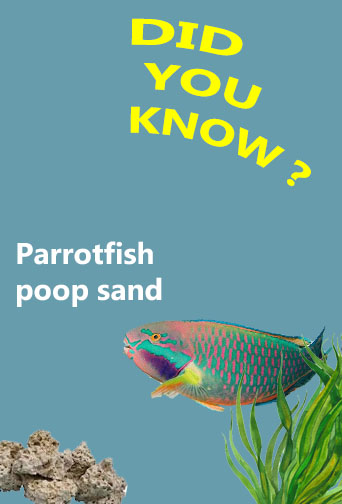 parrotfish.jpg